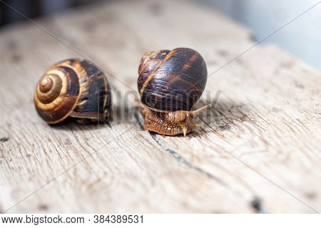 Big Snail On The Tree. Burgudian, Grape Or Roman Edible Snail From The Helicidae Family.