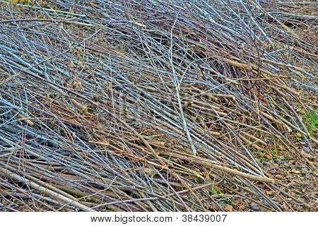 Abstract Brushwood Heap, Seasonal Details