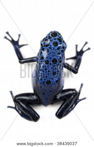 Rana azul