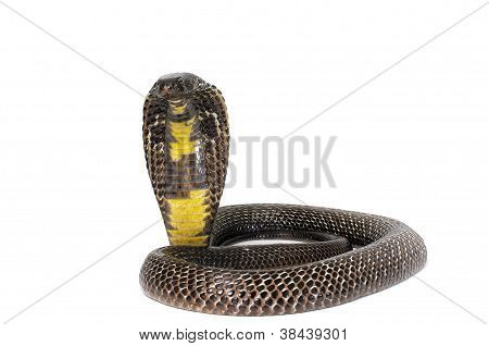 Negro Cobra pakistaní - Naja Naja