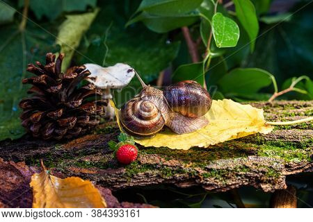Large Snails Crawling Along The Bark Of A Tree. Burgudian, Grape Or Roman Edible Snail From The Heli