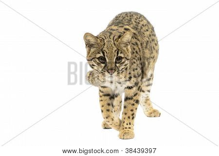 Gatto di Geoffroy