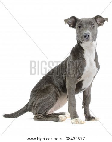 Sabueso/pitbull/weimaraner Mix Puppy aisladas sobre fondo blanco