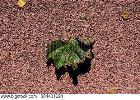 A Fallen Leaf On An Ecovia Track