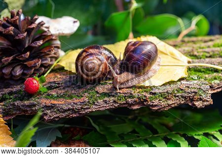 Large Snails Crawling Along The Bark Of A Tree. Burgudian, Grape Or Roman Edible Snail From The Heli