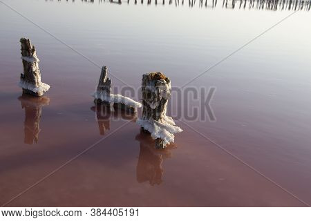 Old Wooden Columns In Rose Water Overgrown With Salt Crystals. Pink Lake With A High Content Of Salt
