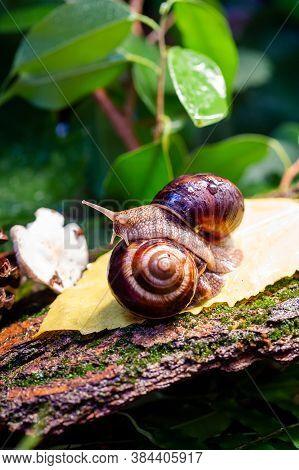 Large Snails Crawling Along The Bark Of A Tree. Burgudian, Grape Or Roman Edible Snail From The Heli