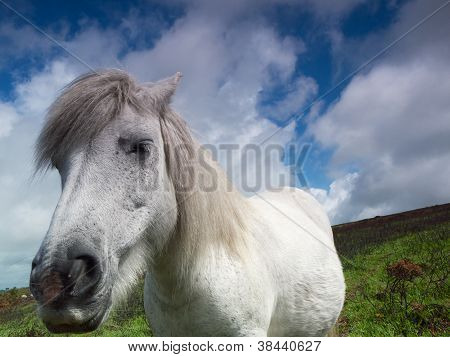Vítr swepped bílý Dartmoor Pony