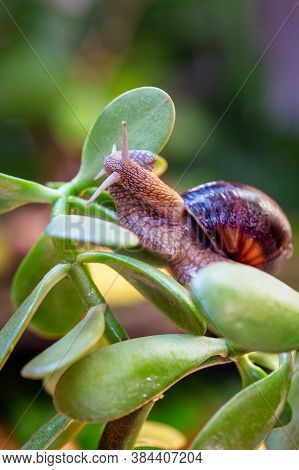Large Snail On A Tree Branch. Burgudian, Grape Or Roman Edible Snail From The Helicidae Family.