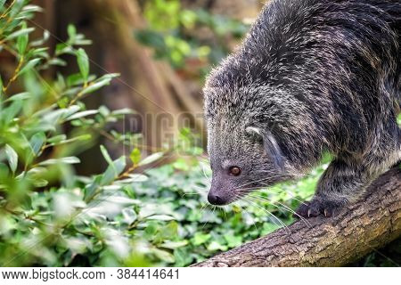 Binturong, Arctictis binturong, walking down a tree branch. Also known as a bearcat, this animal is indigenous to South and South East Asia and is vulnerable in the wild.