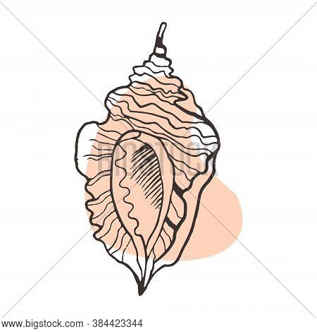 Shell Mollusk Gastropod Pleuroploca. Vector Illustration Of A Sea Animal In The Style Of Skeleton An