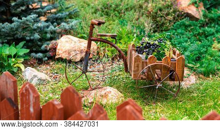 Bicycle-shaped Flower Stand On A Flower Bed In The Garden.