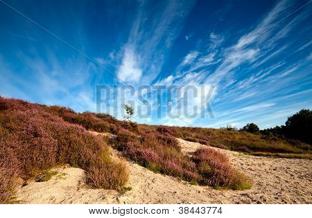 Dune di sabbia e dell'erica rosa