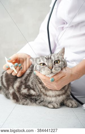 Visiting A Vet. Scared Cat In The Hands Of The Veterinarian.
