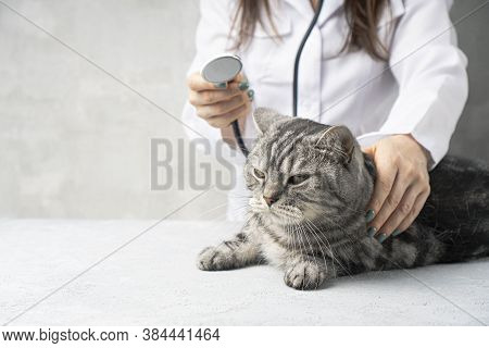 Checking Cat By The Veterinarian With The Stethoscope.