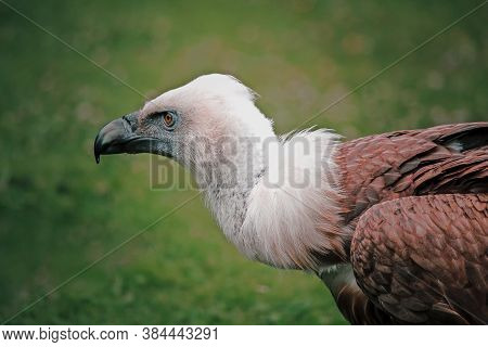 Side View Of Head Of Griffon Vulture Looking Ahead. Gyps Rueppellii, Portrait
