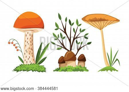 Mushroom And Toadstool. Illustration Of The Different Types Of Mushrooms On A White Background. Colo