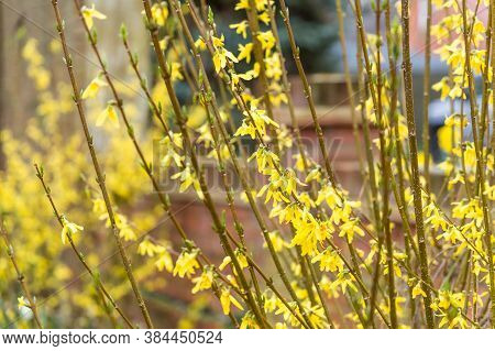 Forsythia X Intermedia Goldrush Or Goldrausch In A Garden, Uk