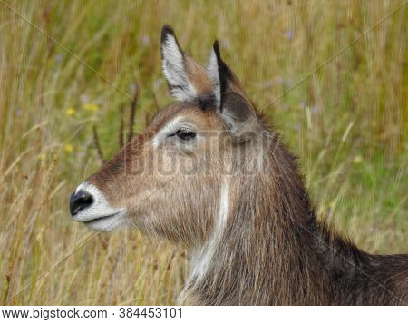 Waterbuck At The Orana Wildlife Park In Christchurch New Zealand