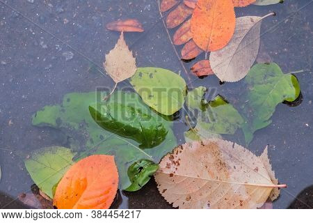 Yellow Fallen Leaves Lie On The Surface Of The Puddle In Autumn.floating Autumn Leaf. Fall Season Le
