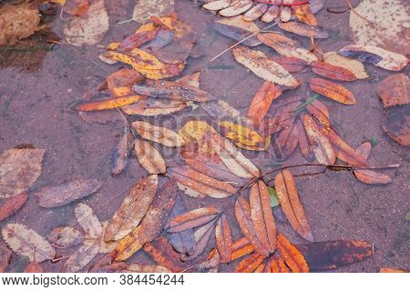 Yellow Fallen Leaves Lie On The Surface Of The Puddle In Autumn.floating Autumn Leaf. Fall Season Le