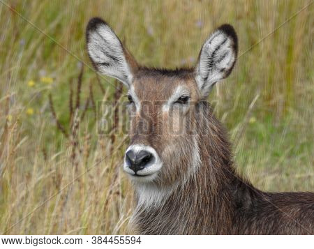 Waterbuck At The Orana Wildlife Park In Christchurch New Zealand