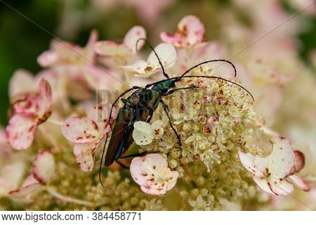 Musk Beetle On Pink And White Hydrangea Petals