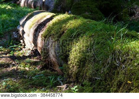 Old Fallen Tree Covered With Green Moss And Grass In Sunlight