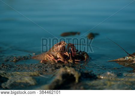 Freeing Bulgarian Astacus Astacus, Crayfish, On The Shore Of A Lake.