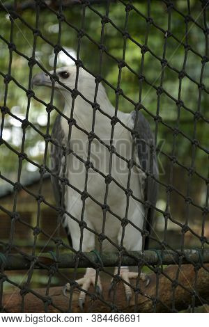 Quezon City, Ph - Oct 6 - Ninoy Aquino Parks And Wildlife White Eagle Bird On October 6, 2018 In Que