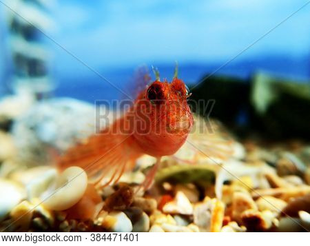 Zvonimirs Blenny, Mediterranean Fish - (parablennius Zvonimiri)