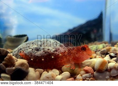 Zvonimirs Blenny, Mediterranean Fish - (parablennius Zvonimiri)