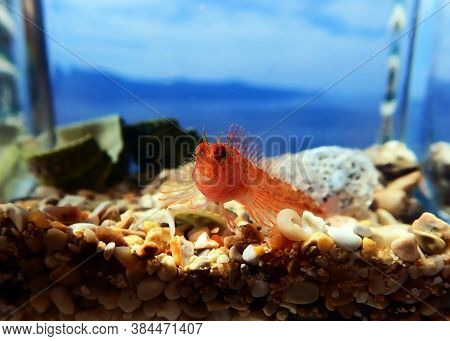 Zvonimirs Blenny, Mediterranean Fish - (parablennius Zvonimiri)