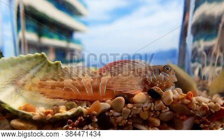 Sphinx Blenny Mediterranean Fish - (aidablennius Sphynx)