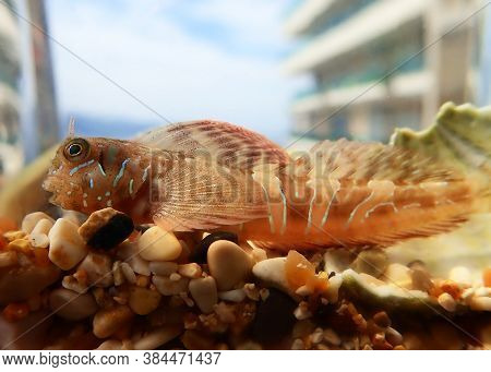 Sphinx Blenny Mediterranean Fish - (aidablennius Sphynx)