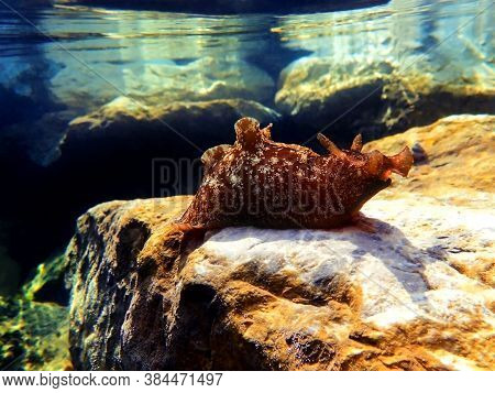 Underwater Shot On Large Sea Hare  In Mediterranean Sea (aplysia Punctata)
