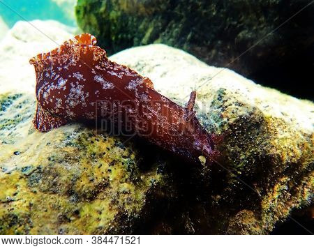 Underwater Shot On Large Sea Hare  In Mediterranean Sea (aplysia Punctata)