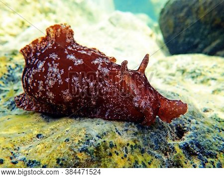 Underwater Shot On Large Sea Hare  In Mediterranean Sea (aplysia Punctata)