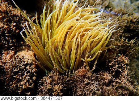 Mediterranean Snakelocks Sea Anemone - Anemonia Sulcata