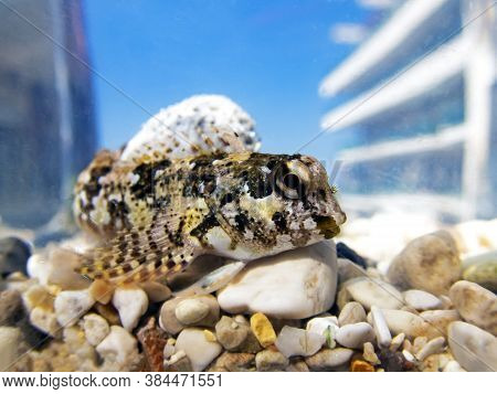 Combtooth Mediterranean Blenny Fish - Lipophrys Trigloides
