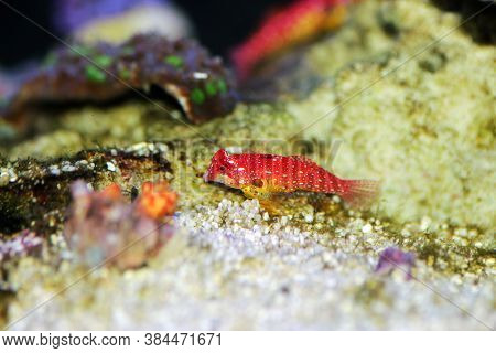 Red Ruby Dragonet Fish Is Amazing Natural Addition In Every Reef Aquarium