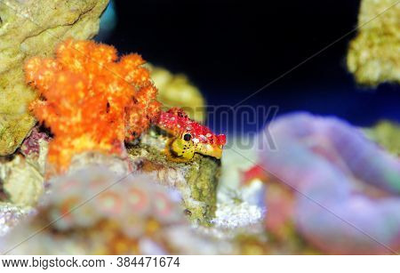 Red Ruby Dragonet Fish Is Amazing Natural Addition In Every Reef Aquarium