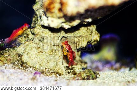 Red Ruby Dragonet Fish Is Amazing Natural Addition In Every Reef Aquarium