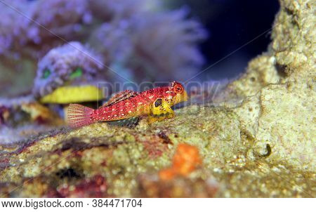 Red Ruby Dragonet Fish Is Amazing Natural Addition In Every Reef Aquarium