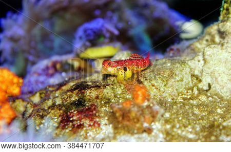 Red Ruby Dragonet Fish Is Amazing Natural Addition In Every Reef Aquarium
