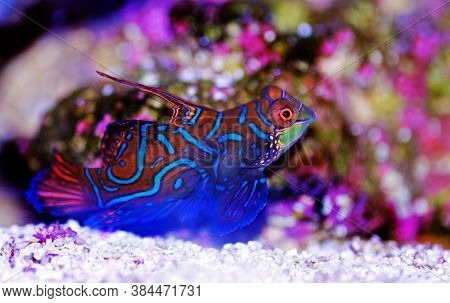 The Mandarin Fish, One Of The Most Colorful Saltwater Fish (synchiropus Splendidus)