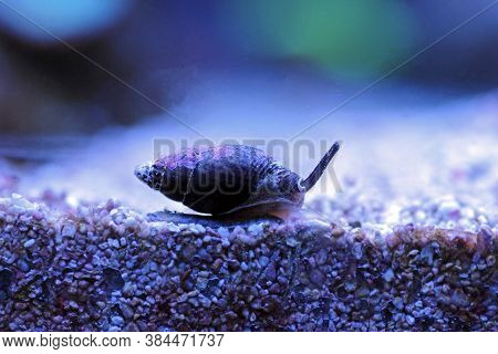 Nassa Mud Snail (dog Whelks) - Nassarius Arcularius