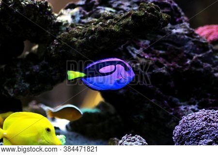 Pacific Regal Blue Tang - Paracanthurus Hepatus