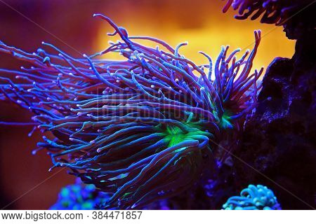 Purple Large Stony Coral In Reef Aquarium Tank (euphyllia Grabrenscens)
