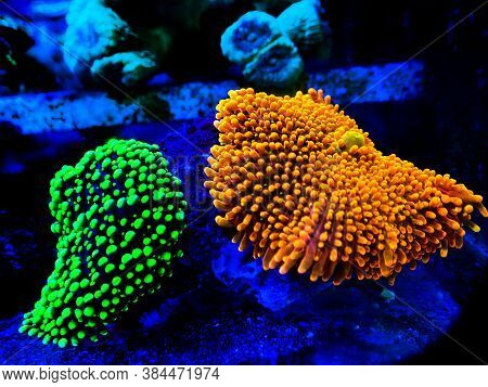 Ricordea Yuma Polyps Ear Mushroom Coral - Ricordeidae Sp.